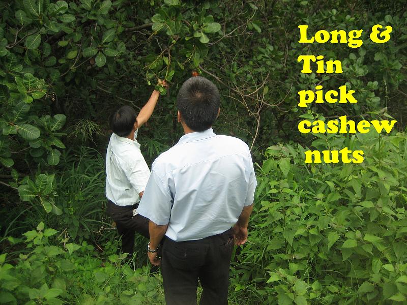 085090 cashew nuts Tin and Long.JPG